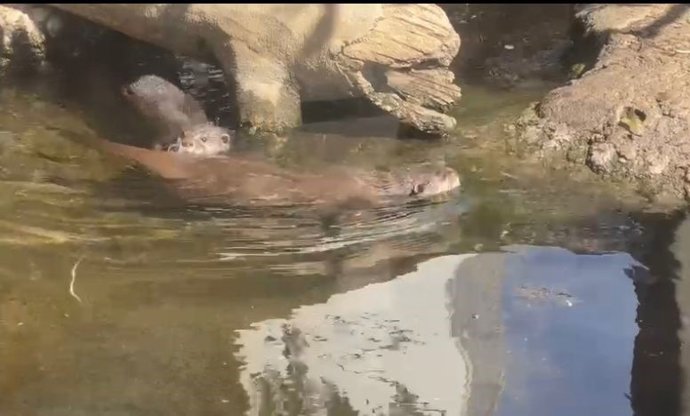 La nueva nutria del Sea Life Benalmádena se llamará Leo