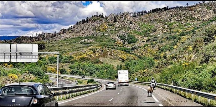 Una oveja provoca el caos en la A-52 (Verín) al correr durante 3 km en sentido contrario, aunque no deja heridos