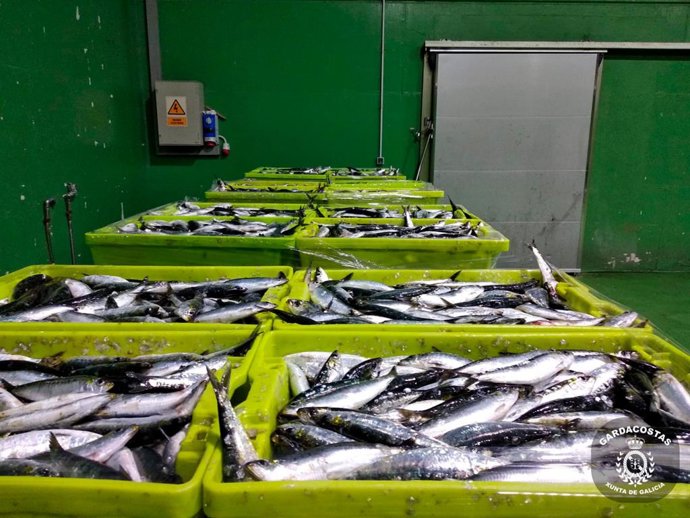 Archivo - Sardinas incautadas en Porto do Son