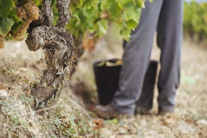Archivo - Control de maduración de la DOCa Rioja