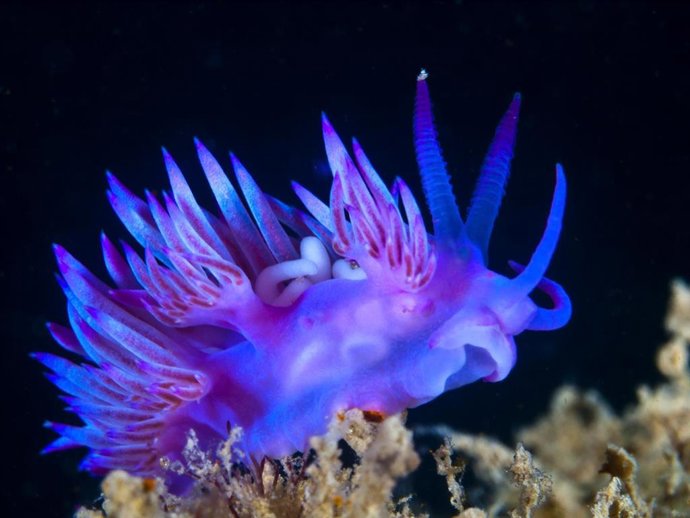 Archivo - Imagen que forma parte de la exposición.