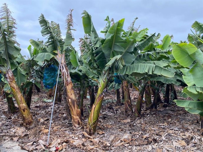 Sensores de tensión instalados en una finca de plátanos dentro del proyecto 'Regadia'