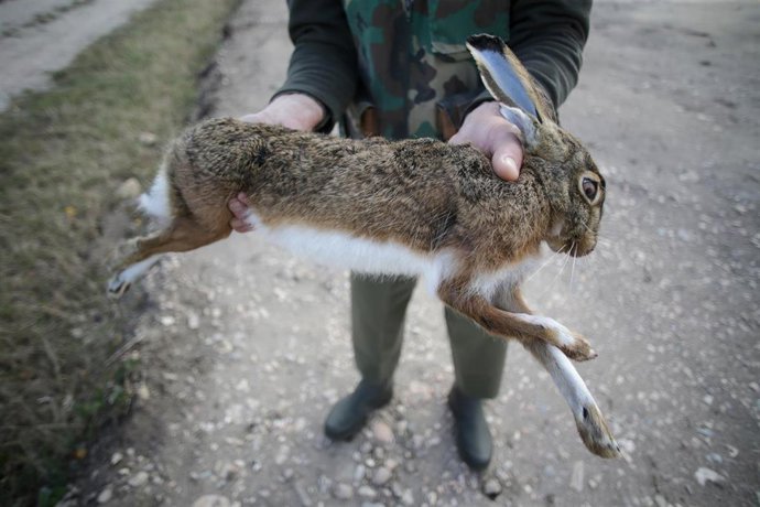 Archivo - Un cazador perteneciente al Coto de Cela recoge una liebre abatida en el Tecor Santa Isabel, a 16 de octubre de 2022, en Vilela, Outeiro de Rei, Lugo, Galicia, (España). El período hábil general para poder ejercer la actividad cinegética en Ga