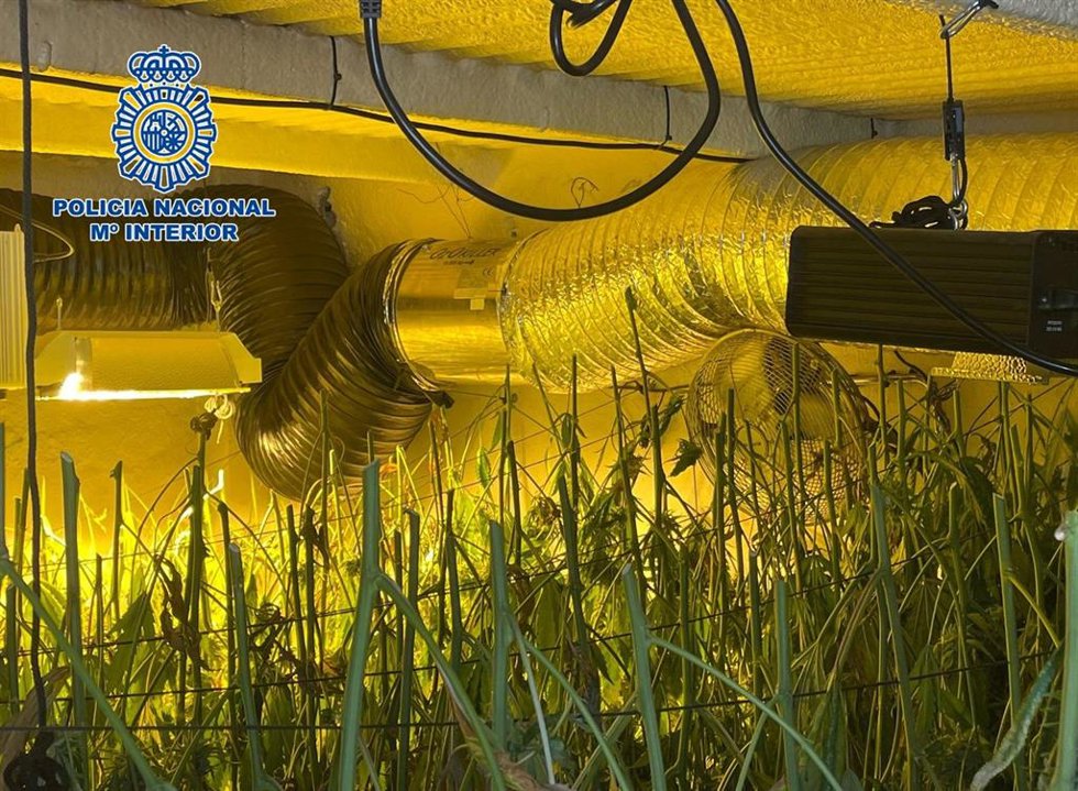 Plantación 'indoor' de marihuana.