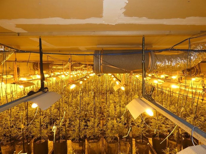 Imatge de la plantació de 1932 plantes de marihuana