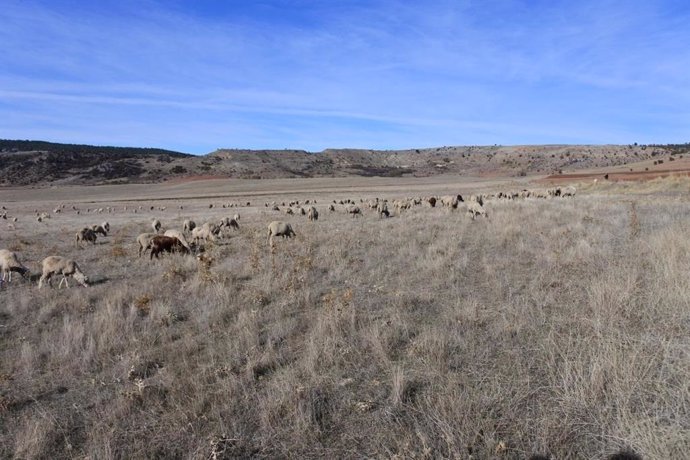 Archivo - Ganado ovino en el campo