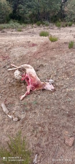 Archivo - UPA La Rioja denuncia dos nuevos ataques de lobo y exige al Gobierno que active el protocolo de control poblacional