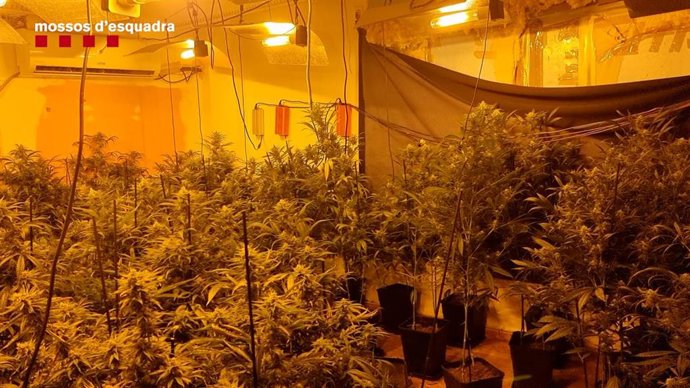 Imagen de una de las plantaciones de marihuana