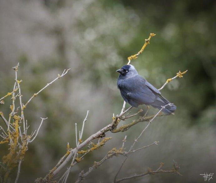 Vitoria-Gasteiz realizará por primera vez un censo de la población de las aves grajillas occidentales