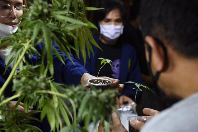 Archivo - June 12, 2022, Samut Prakan, Thailand: The atmosphere of the event ''Cannabis Samut Prakan''