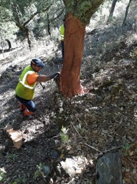 Andalucía adelantará a la próxima semana el descorche de los alcornoques por la sequía