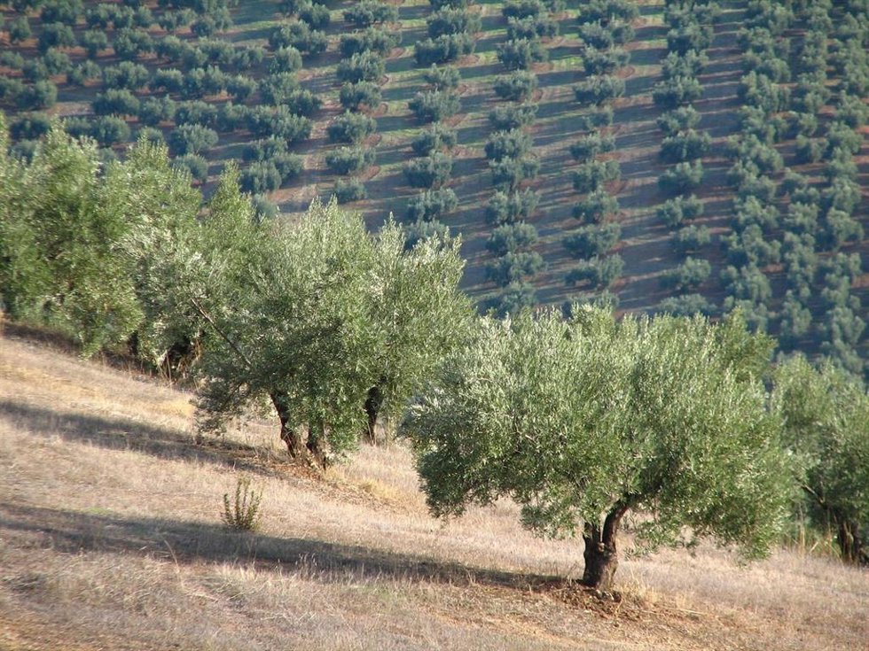 Archivo - Olivar, archivo 
