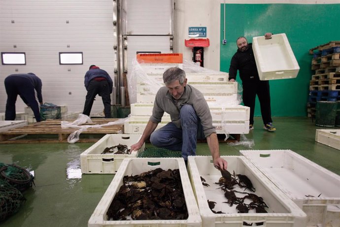 Archivo - Un trabajador manipula unos cenollos en la lonja de Burela, a 15 de diciembre de 2022, en Burela, Lugo, Galicia, (España). Este año ha pasado por las rulas gallegas la menor cantidad de pescado y marisco en casi dos décadas. Esto indica que la