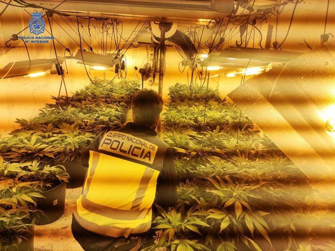 Un agente de la Policía Nacional junto a una plantación de marihuana en Mallorca.