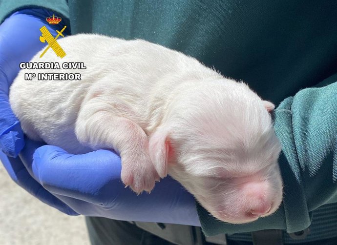 El cachorro rescatado por la Guardia Civil.