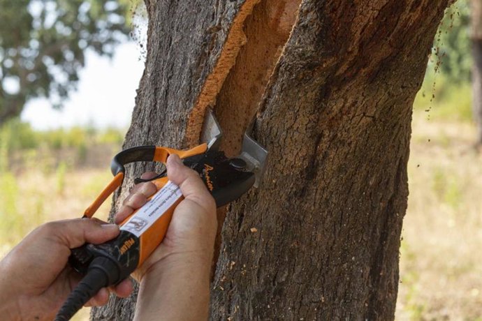 Archivo - Una persona realiza labores de descorche.