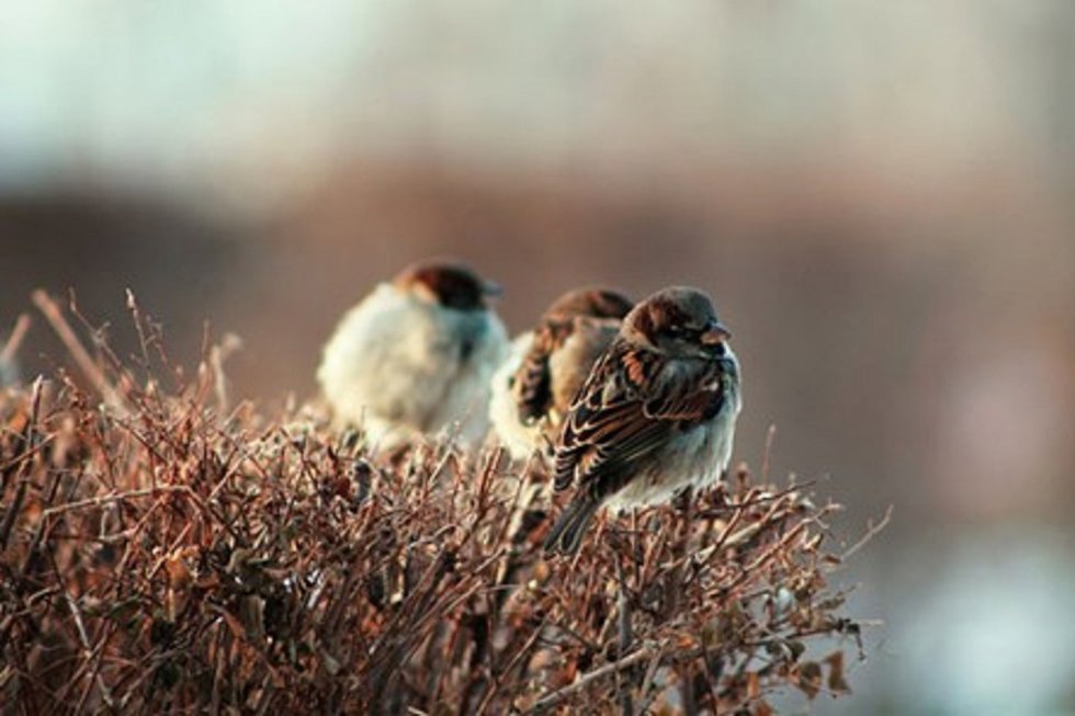 Varios gorriones, Passer domesticus, fotografiados en invierno.