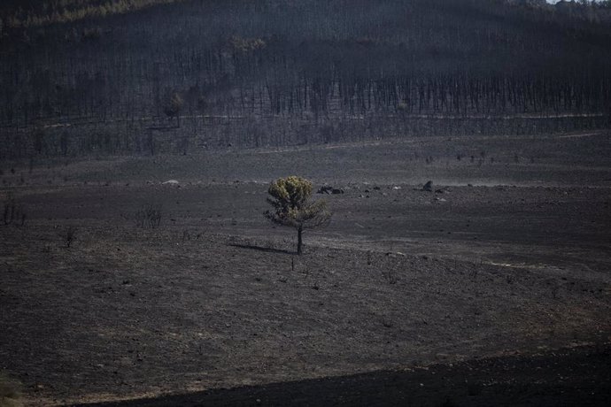 Archivo - Vista de la zona vegetal afectada por el incendio de Losacio, a 19 de julio de 2022, en Ferreras de Abajo, Zamora, Castilla y León (España). 