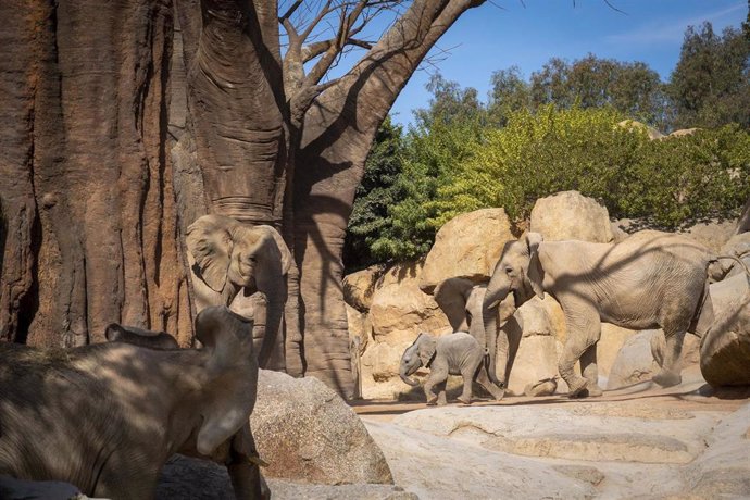 Makena, la cría de elefante de Bioparc