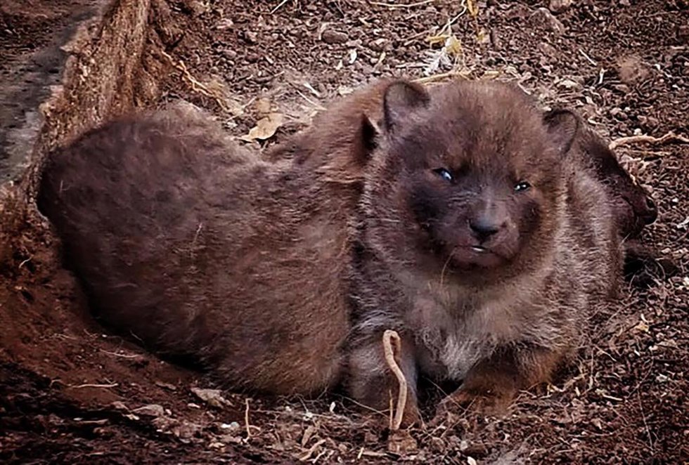 La dhole Dorinka de Terra Natura Benidorm estrena su maternidad con el nacimiento de tres crías
