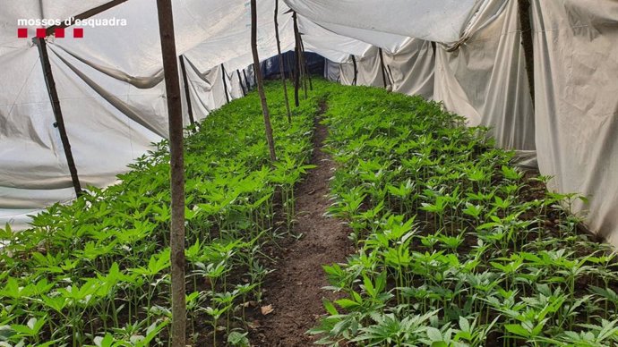 Imatge d'una de les plantacions de marihuana a la zona del Montseny