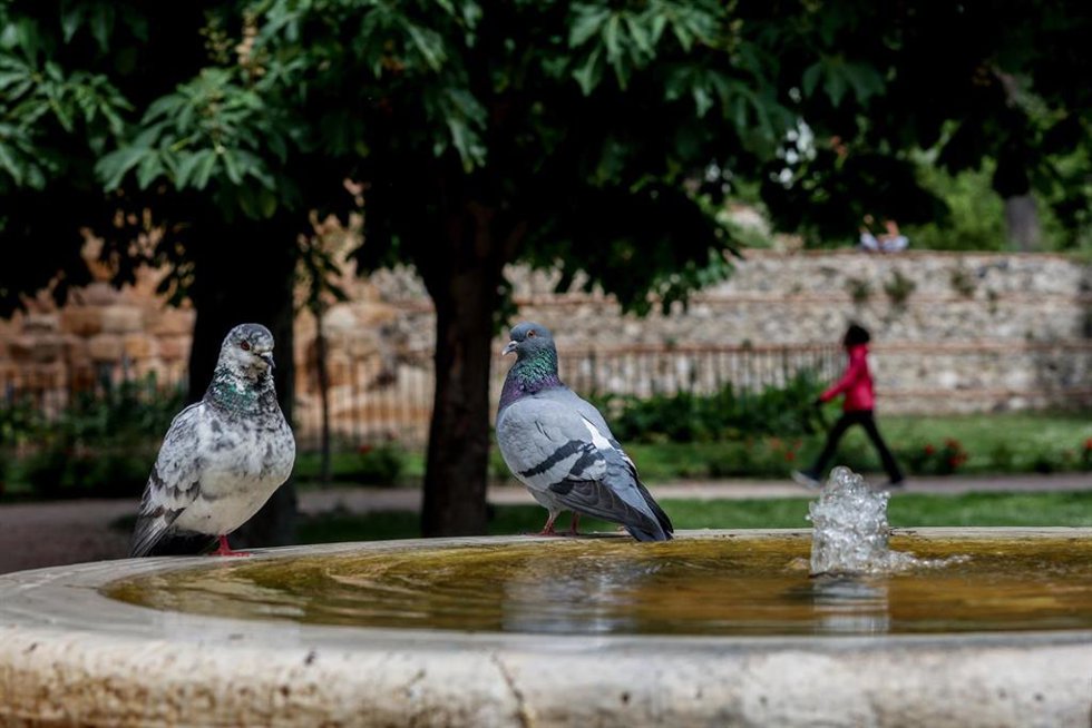 Dos palomas en una fuente en el Parque de El Retiro, a 30 de abril de 2023, en Madrid (España). La ciudad de Madrid ha registrado este 2023 una ola de calor con un récord de temperatura en abril que finaliza este domingo con una bajada en las temperatur