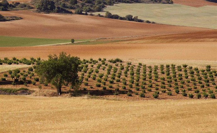 Viñedos de Bodega Numanthia