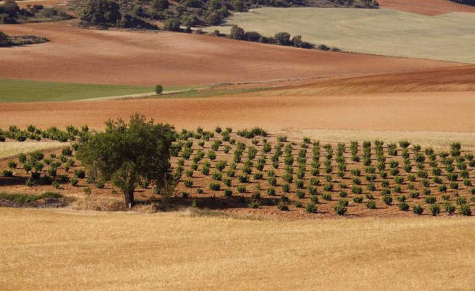 Viñedos de Bodega Numanthia