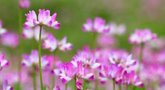 Foto: Astragalus, la hierba medicinal china que ayuda a recuperar el corazón