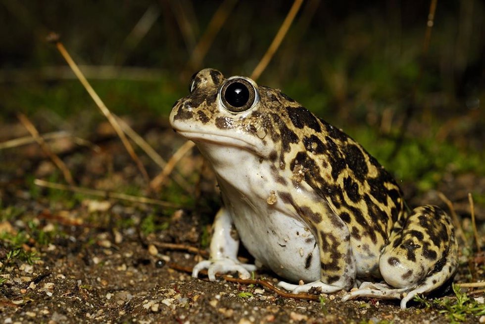 La Fundación Barcelona Zoo otorga ocho becas destinadas a proyectos de investigación, conservación, protección y preservación de la fauna salvaje y biodiversidad