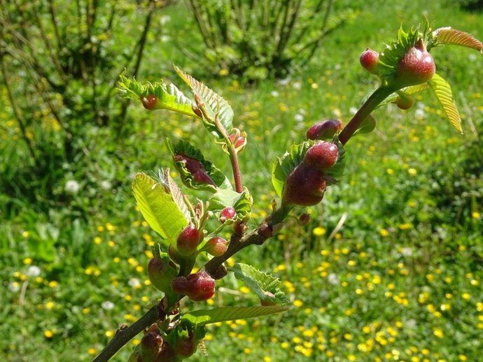 Lucha contra la avispilla del castaño.