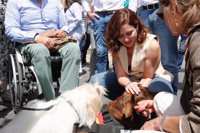 La presidenta de la Comunidad de Madrid y candidata a la reelección, Isabel Díaz Ayuso, acaricia a un perro a su llegada a una comida de precampaña del partido, en el hotel Olid, a 6 de mayo de 2023, en Valladolid, Castilla y León (España). 