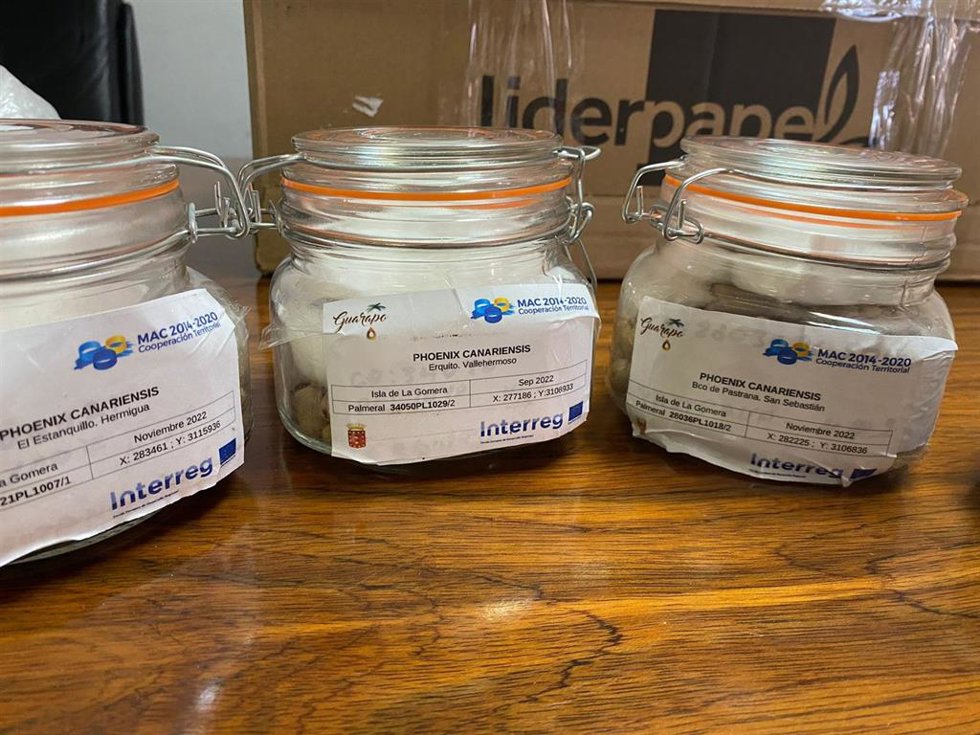 La Gomera cede semillas de palmera canaria a la UMH de Elche para su preservación