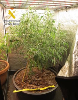 Detenido un varón de 41 años por cultivar y vender marihuana en La Gineta.