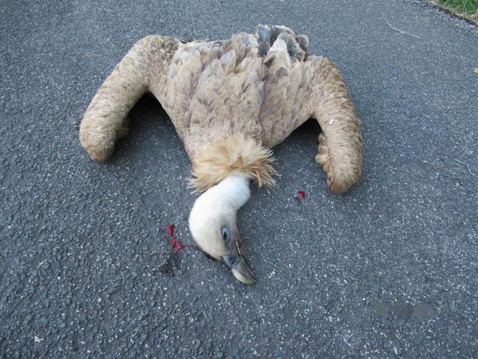 Archivo - Buitre envenenado.