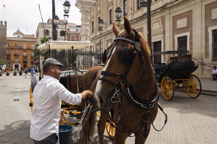 Un cochero refresca a su caballo. A 28 de abril de 2023, en Sevilla (Andalucía, España). Sevilla batió este miércoles pasado el registro histórico del día más caluroso en un mes de abril al haber alcanzado una máxima de 36,4 grados a las 17,50 horas en 