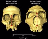 Foto: La forma de nuestra nariz es herencia neandertal