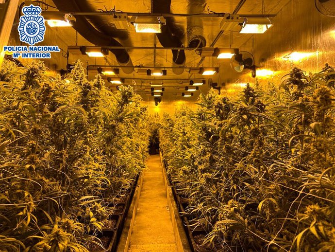Imatge d'una de les plantacions de marihuana a Castellar del Valls (Barcelona)