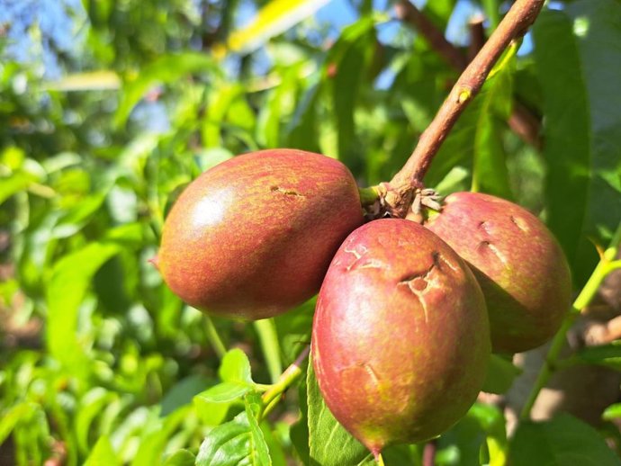 Nectarinas afectadas por la granizada de este domingo en La Noguera.
