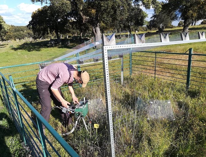 El estudio se ha realizado en seis parcelas de una dehesa del Valle de los Pedroches (Córdoba)  sometidas a diferentes condiciones.