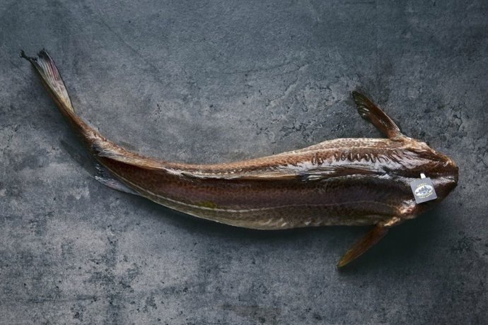 El skrei es "el rey de los bacalaos" por su calidad premium.