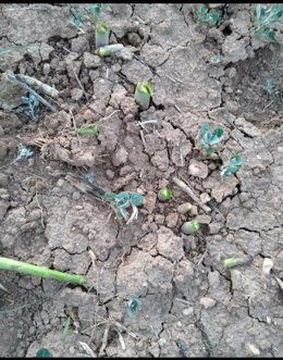 Robo de espárragos en Guadalajara