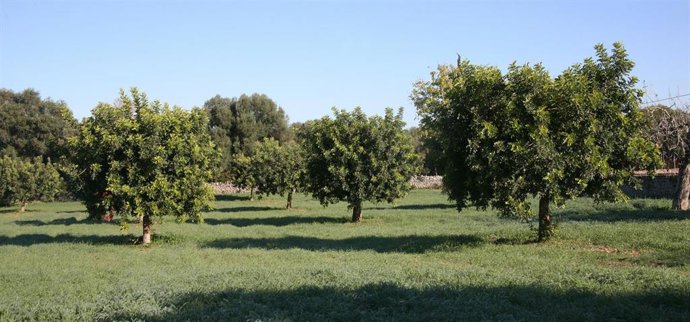 El Fogaiba abona en abril 1,33 millones de euros en ayudas al sector primario y agroalimentario.