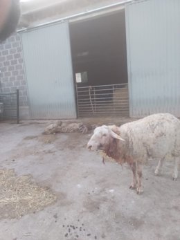 Ovejas atacadas por lobos en una ganadería riojana