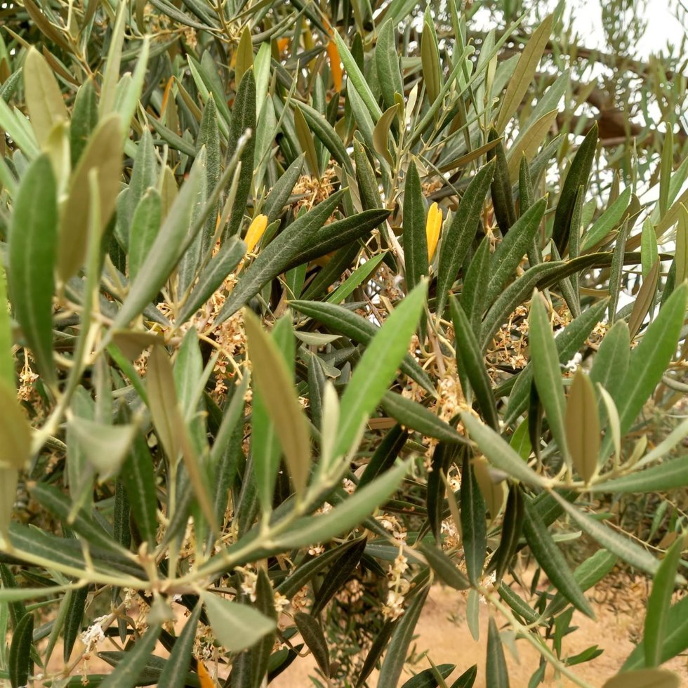 Archivo - Olivar con la flor quemada por el calor y la falta de agua/Archivo