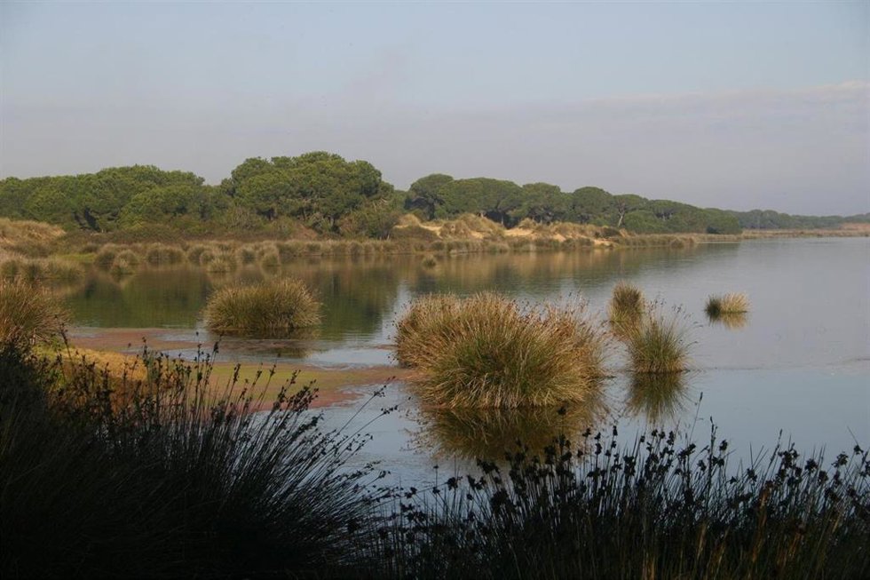 Marisma de Doñana.