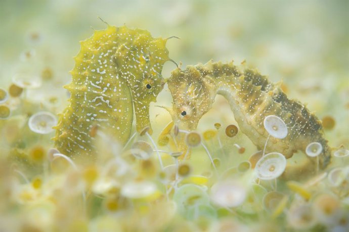 Una exposición exhibe la belleza del Mediterráneo y los males que lo asfixian en Rambleta