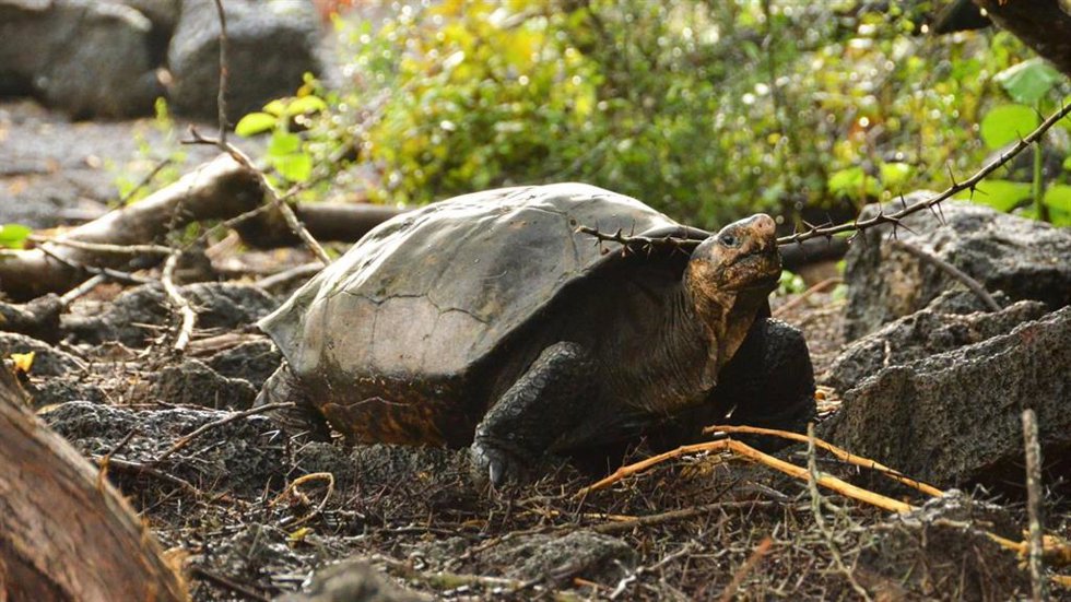 Archivo - Parque Nacional Galápagos