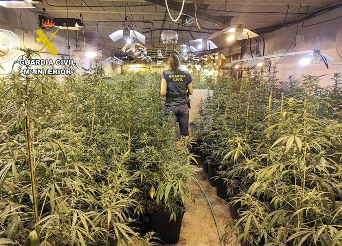Una agente de la Guardia Civil en una de las plantaciones de marihuana intervenidas