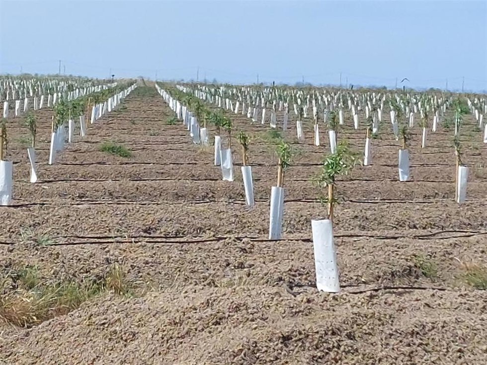 Archivo - Las marismas del norte de Doñana "transformadas" en campos de tomates. WWF España